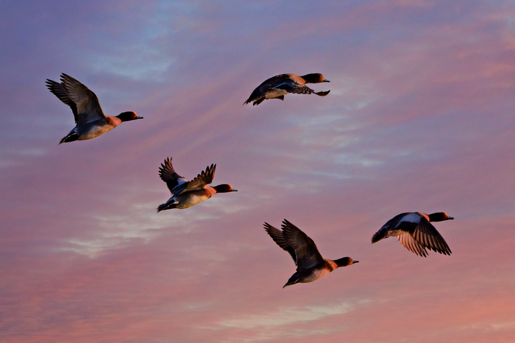 eurasian wigeon, duck, water bird-4914971.jpg