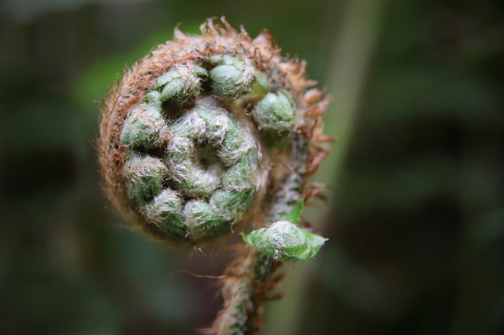 fern, green, sprout-4093534.jpg