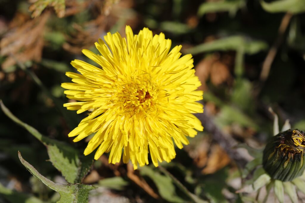 spring, sprout, drove-5016427.jpg